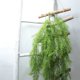 thumbnail image 5 of Guirnalda de hojas de pino artificial, agujas de simulación, hojas de ratán, hogar, boda, fiesta, decoración de plantas falsas Methold HA7435-00B, 5 of 6