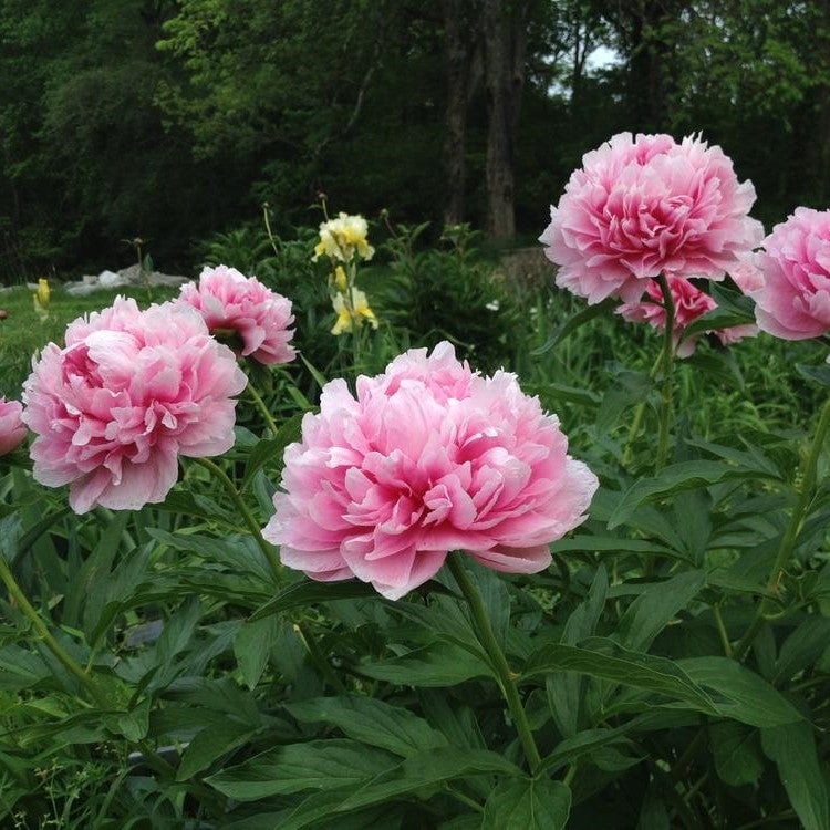 ✳︎peony✳︎ direct-gardening-perennials-