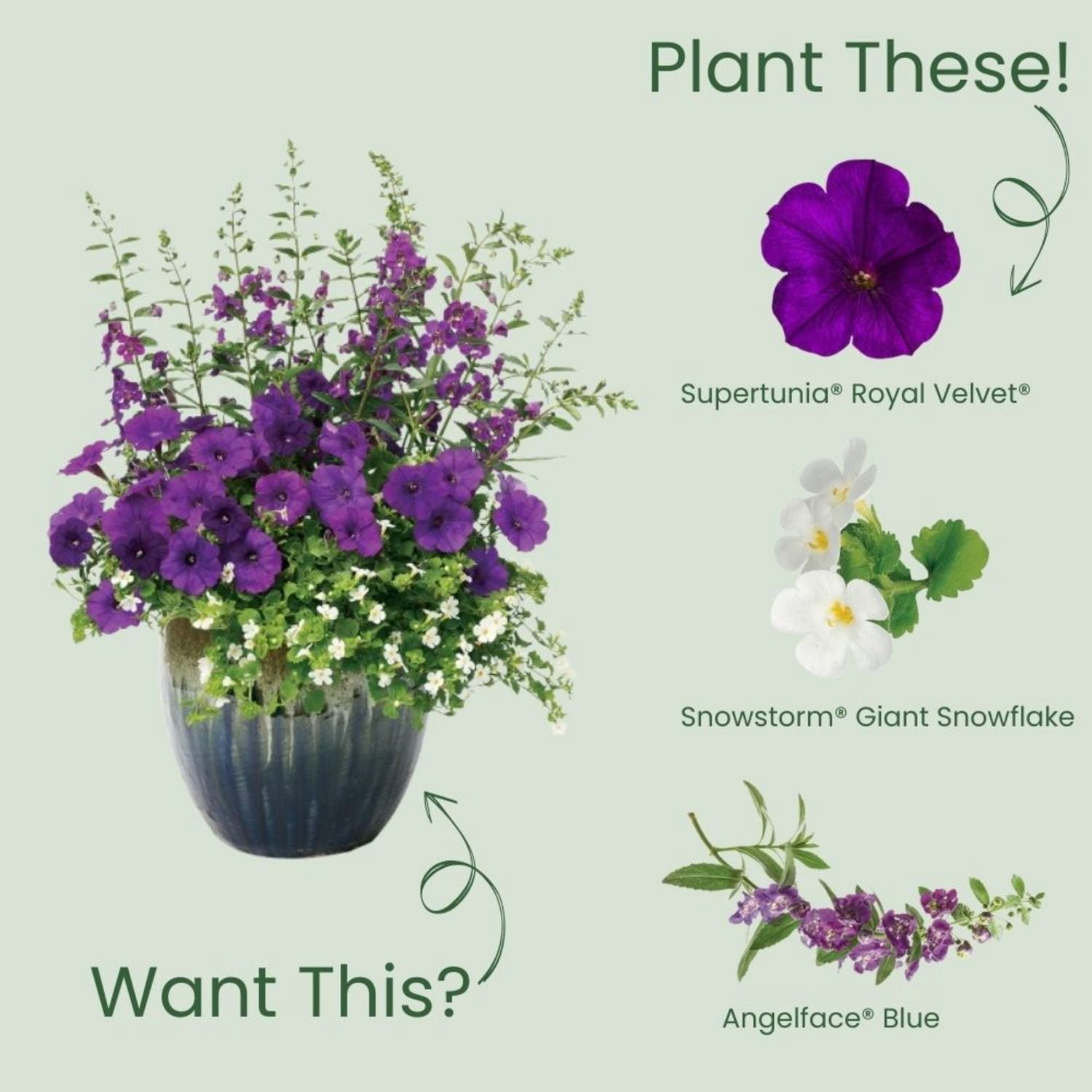Proven Winners 4" Purple Supertunia Royal Velvet Petunia Live Plant in 4.25" Pot (4 Count)