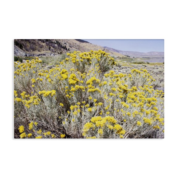 Stupell Industries Contemporary Yellow Flowers in Arid Meadow Canvas Art, 24 x 16, by Gemma Bardot