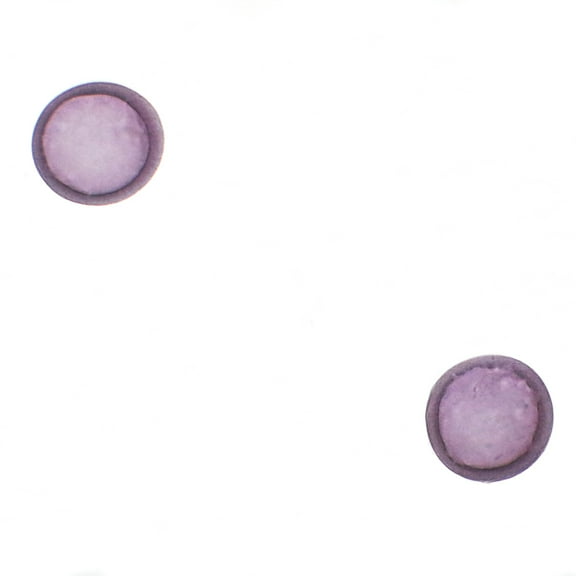 Starfish Blastula, W.M. Microscope Slide