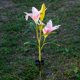 thumbnail image 2 of Lily Flower Solar Powered Lámpara led lámpara Decoración Libre Jardín Decoración Rosado Zulema Lily Ground Lights, 2 of 8