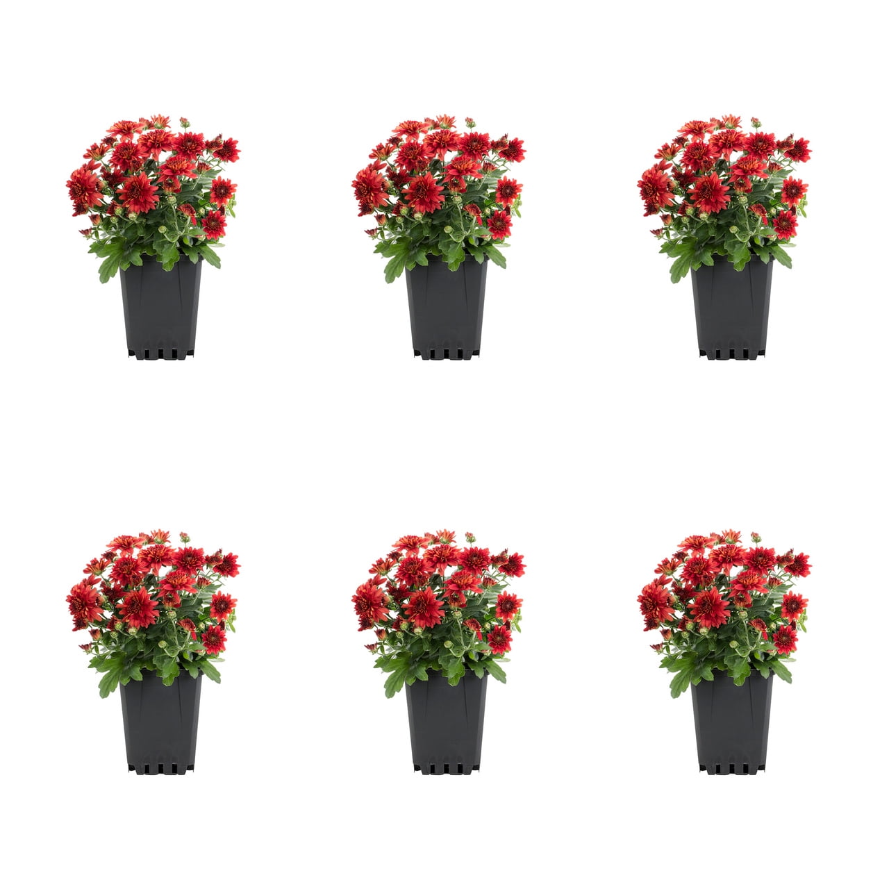 Expert Gardener 1PT Red Mum Full Sun Live Plants (6-Pack) with Grower