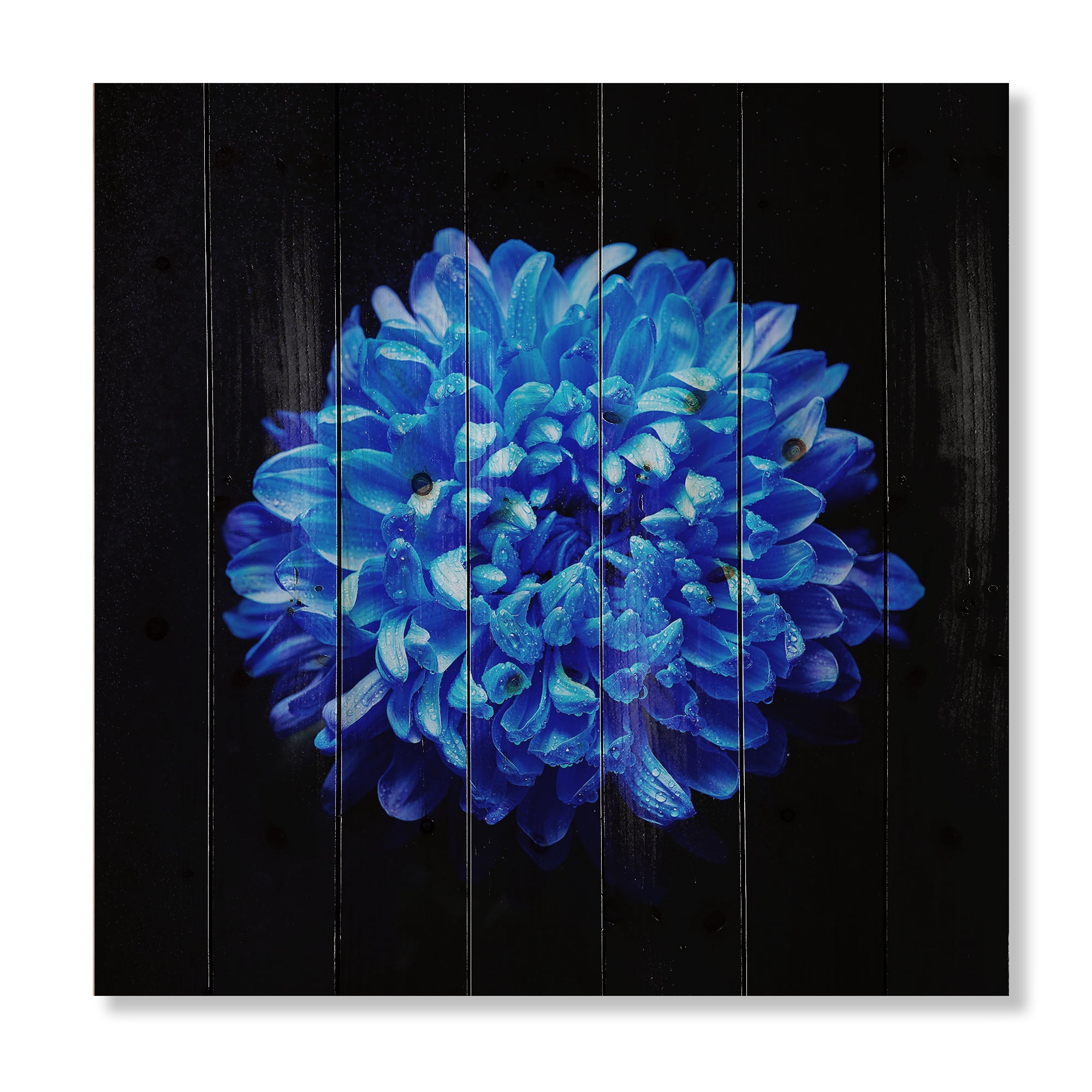 Designart 'Dew Drops on Blue Aster ' Traditional Print on Natural Pine Wood