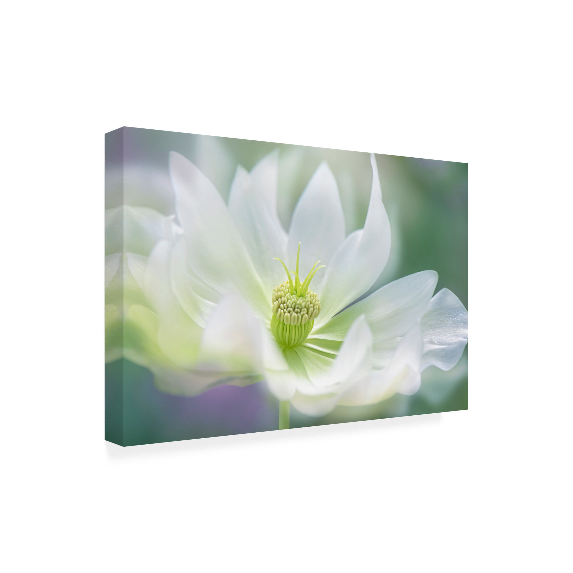 Canvas Wall Art - Jacky Parker 'Serene' Wall Art for Living Room, Bedroom, or Office D?cor by Trademark Fine Art - 24 x 16 Inches
