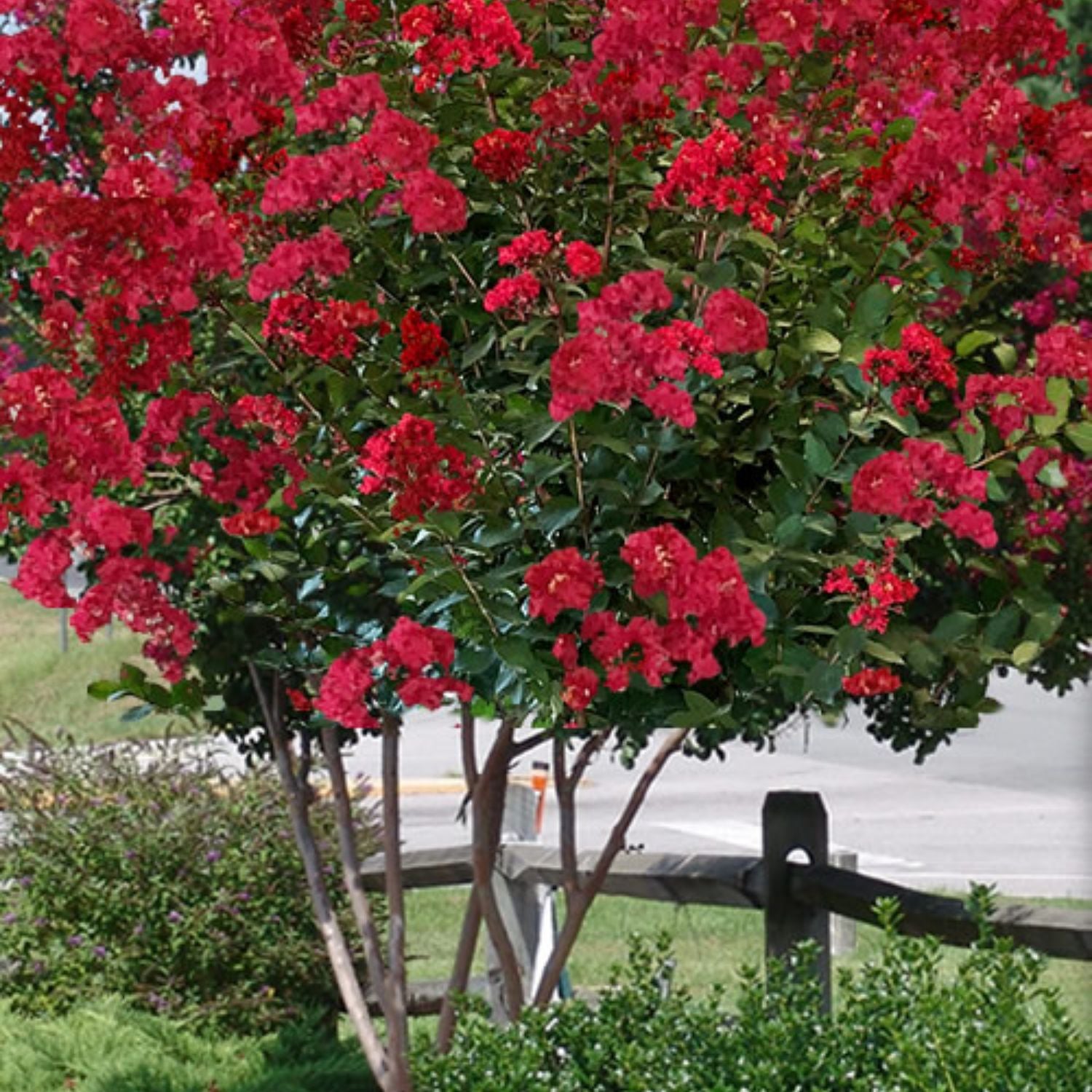 Garden Debut 2-3 ft. Tall Scarlet Beauty Crape Myrtle Live Tree in 3- Gallon Grower Pot