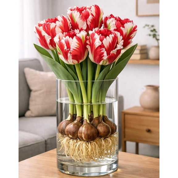 Pre-Chilled Rachels Double Red Tulip Bulbs for Forcing Indoors - Easy to Grow - Grow in Water or Dirt Indoors or Plant Outdoors - Prechilled Indoor Bulbs (5 Bulbs)