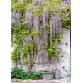 thumbnail image 2 of Amethyst Falls Wisteria – Wisteria Plant, 2 of 7