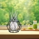 thumbnail image 5 of Jarrón Hidropónico de Vidrio Decorativo Jlh250205002 | Marco de Hierro | Maceta de Vidrio Transparente para Plantas Acuáticas de Hiedra Verde | Decoración Moderna para El Hogar | Decoración para Sala, 5 of 6
