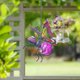 thumbnail image 5 of Eyfqtcs Bee Flying Bug Hanging Light Garden Adornos Home Outdoor Decor (Púrpura), 5 of 7