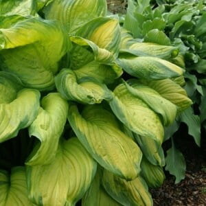 5 Paradigm Bareroot Hosta, bareroots