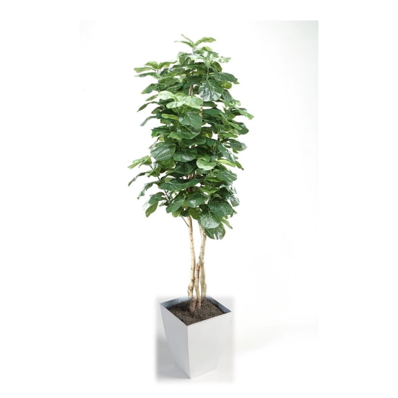D&W Silks 8' Fiddle Leaf Fig Tree in White Square Metal Planter