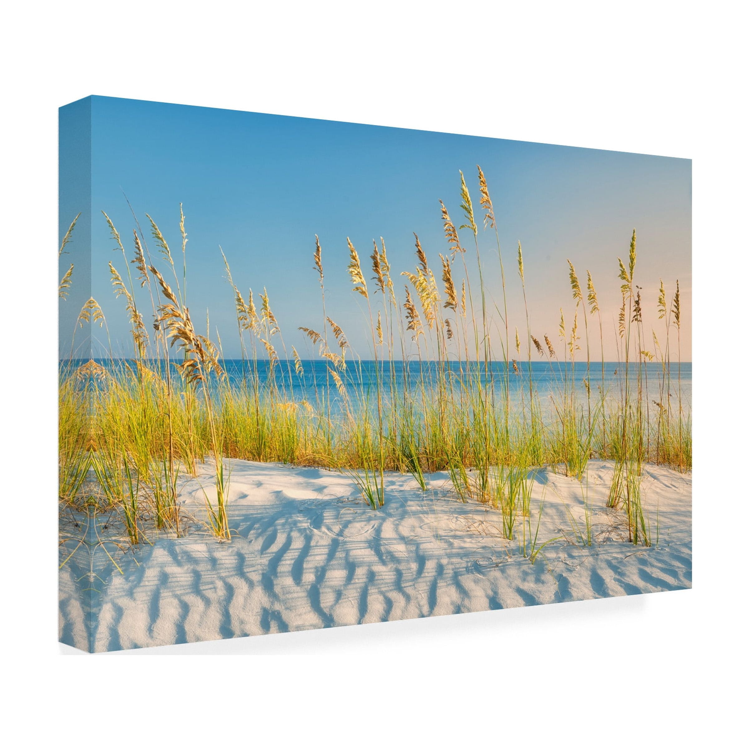 Dennis Frates 'Sea Oat Grass 2' Canvas Art