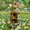 A, variant on Retro Style Metal Bird House for Outdoor Garden, Decorative Hanging Bird Nest, Weatherproof Birdhouse for Courtyard, Patio, Lawn Decoration, Easy to Clean, Light Color Design