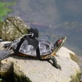 thumbnail image 2 of AVEKI Small Turtle Leash, Adjustable Lizard Traction Rope, Small Reptile Pet Harness Traction Rope, Bearded Dragon Leash, Wing Designed Small Vest Leash for Reptile Pets B0508, 2 of 7