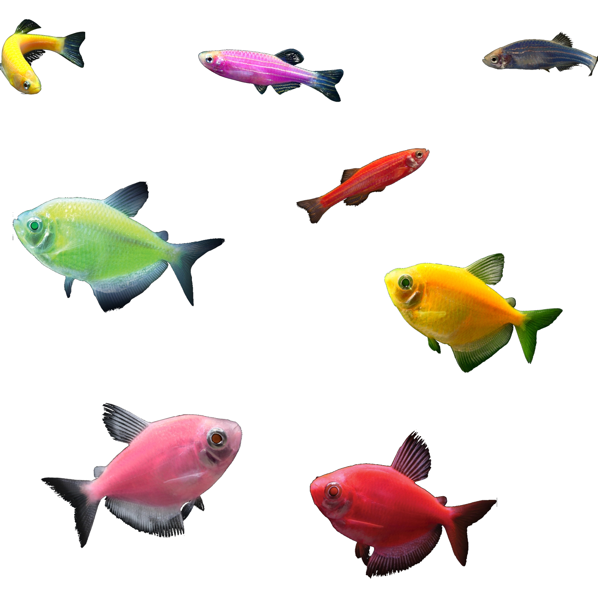 GloFish 55G Tank Aquarium with Mixed Community Species 29ct Live Fish Assortment Walmart