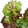 thumbnail image 2 of Harmony's Dance of Dragons Begonia Rex 6 inch, 2 of 3