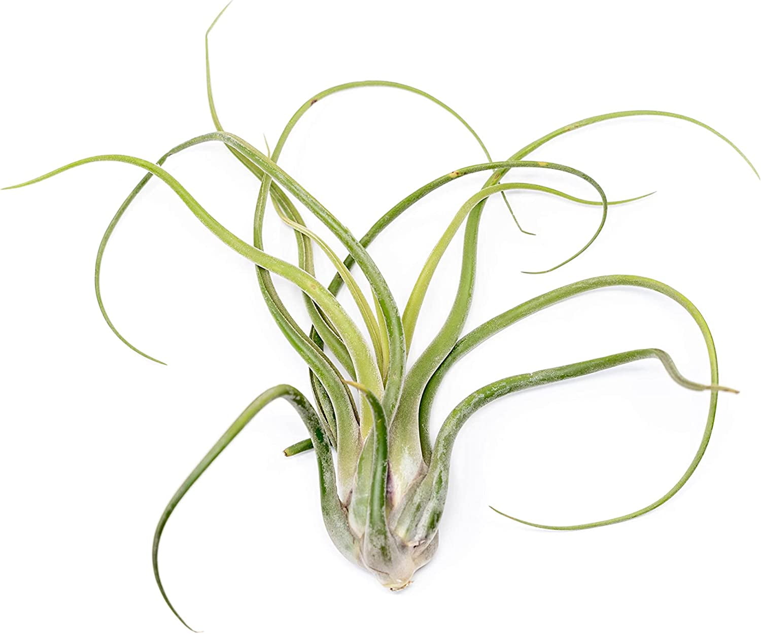 Air plant shop XL Tillandsia Caput Medusae air Plants Wholesale and