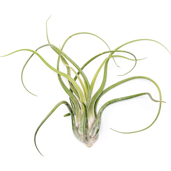 Air plant shop XL Tillandsia Caput Medusae air Plants- Wholesale and Bulk - Succulents - Live Tillandsia - Easy Care Indoor and Outdoor House Plants (Pack of 1)