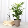thumbnail image 2 of Live Parlor Palm Plant - Pet Safe - 4" Decorative Pot Cover - Thorsen's Greenhouse, 2 of 5