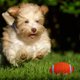 thumbnail image 5 of 2 pelotas deportivas con sonido chirriante, juguetes para masticar y morder, suministros para mascotas para perros y cachorros (1 pelota de rugby, 1 pelota de fútbol, talla L), 5 of 5