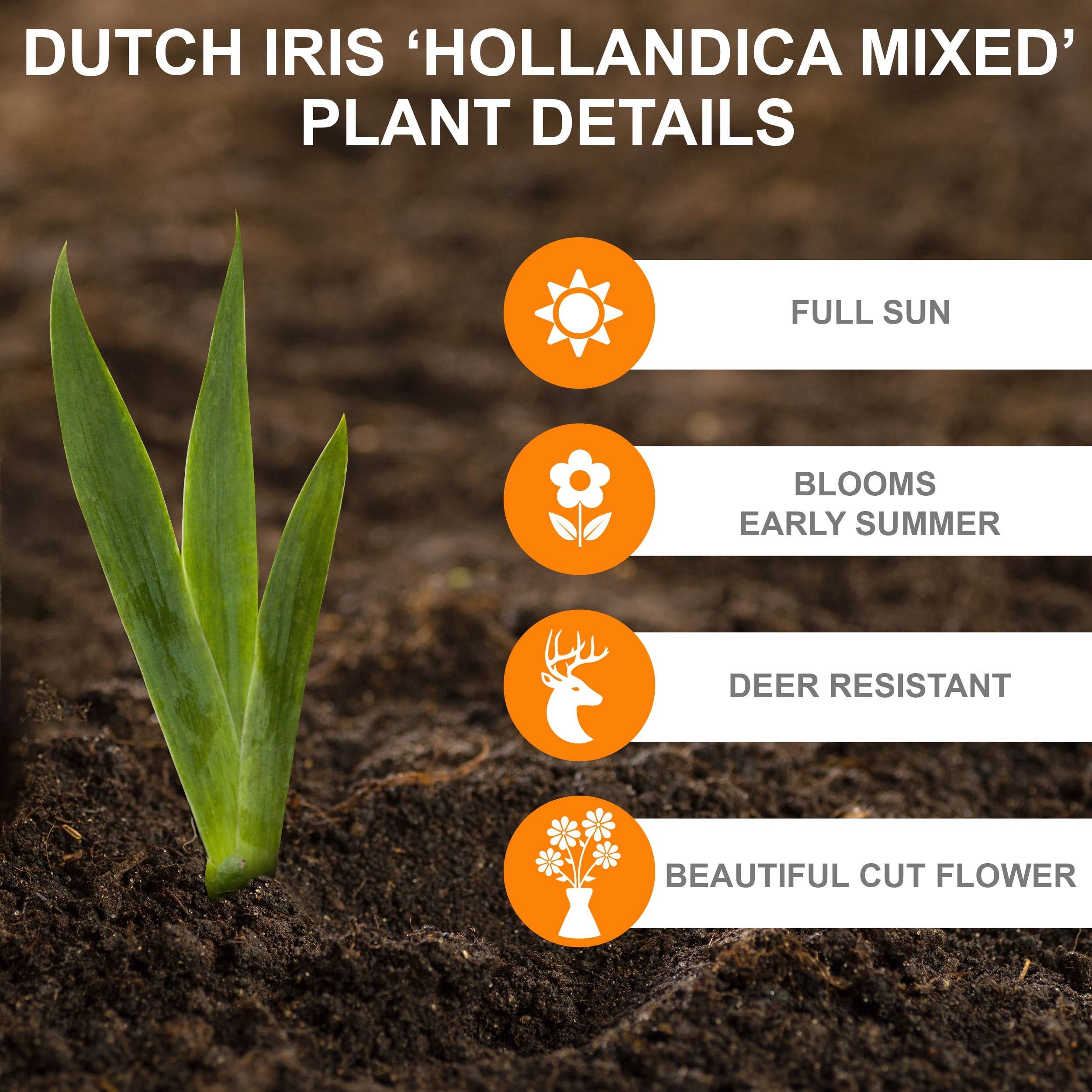 Garden State Bulb Dutch Iris Hollandica Mixed Flower Bulbs, 8/9cm (Bag of 100)