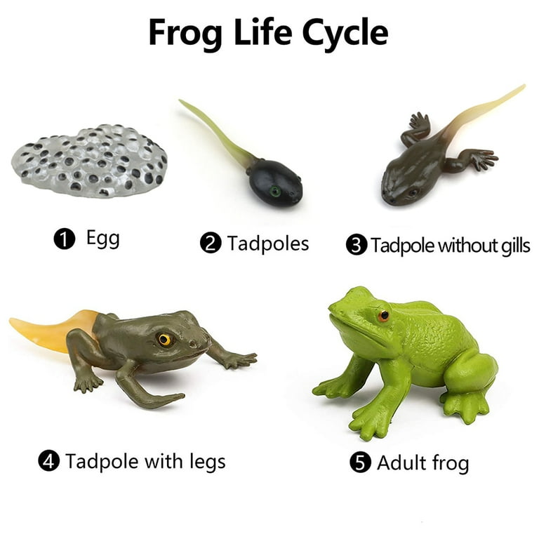 FUNNYFAIRYE Animals Growth Cycle Life Cycle Model Set frog Simulation Model Action Figures Teaching Toys For Kids