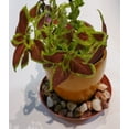 thumbnail image 4 of Austin Planter 6 inch(4.5 inch Base) Plant Saucer Terra Cotta colored (5 pack ) -Polypropylene-Indoor/Outdoor- Made in USA, 4 of 10