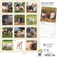 thumbnail image 2 of Farmyard Piglets | 2024 12x24" (Hanging) Square Wall Calendar | StarGifts, 2 of 9