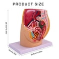 thumbnail image 5 of Anatomical Female Reproductive Organs Model for Demonstration Female Pelvic Cavity Anatomy Model Classroom Teaching Tool, 5 of 7