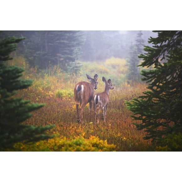 Deer In The Fog In Paradise Park In Mt. Rainier National Park; Washington, United States Of America Poster Print (19 x 12)