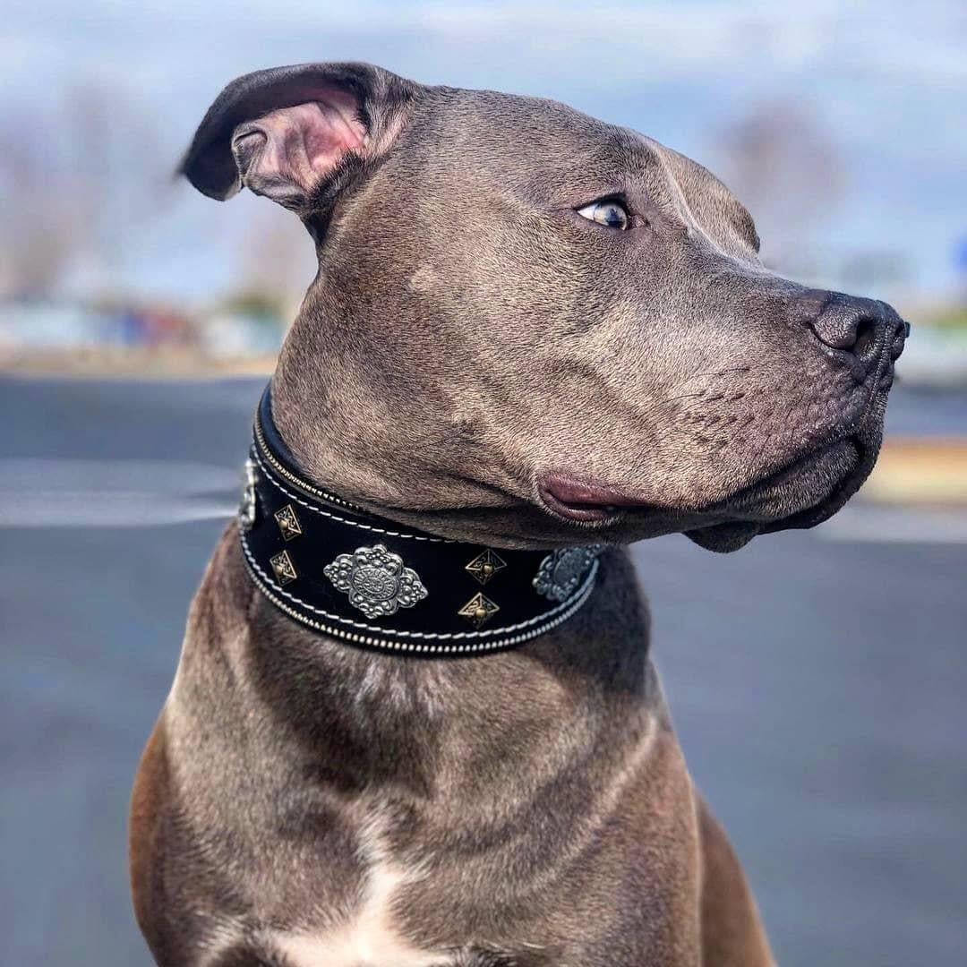 The Bestia "Aztec" Black Leather Dog Collar for Large Dog Breeds