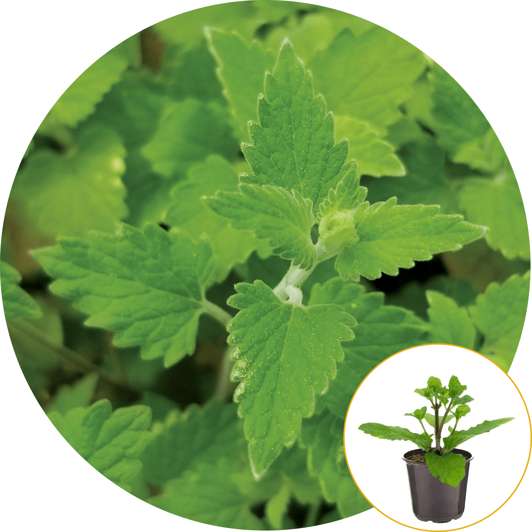 Ferry-Morse Plantlings Catnip Live Plants 4in. Pot, 2 Pack