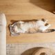 thumbnail image 5 of Almohadilla relajante para el cuello en forma de U para gatos, perros pequeños y medianos; funda ergonómica desmontable; cómoda alfombrilla de descanso para mascotas, 5 of 5
