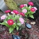 thumbnail image 5 of Injueey Juego de 2 adornos de césped para jardín exterior con luces solares de cadena, flores solares impermeables para exteriores. Decoración del hogar B, 5 of 6