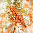 thumbnail image 4 of Crema de manos Weleda Sea Buckthorn 50 ml, 4 of 9