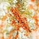 thumbnail image 4 of Crema de manos Weleda Sea Buckthorn 50 ml, 4 of 9