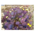 Purple Prickly Pear Live Plant in 3 Inch Pot, Prickly Pear Cactus Plant