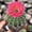 B, variant on Live hybrid  Echinopsis Cactus Plant, Easy Care Flowering Succulent