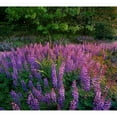 thumbnail image 3 of Fitzharris, Tim 22x20 Black Modern Framed Museum Art Print Titled - Lupines at West Beach, 3 of 5