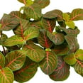 thumbnail image 7 of Red Nerve Plant 2 inch Set of 3 Mosaic Red Veined Fittonia Tiny Mini Pixie Plants, 7 of 7