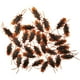 thumbnail image 1 of 100 piezas de juguete de cucaracha accesorios de Halloween suministros de fiesta divertidas figuras de animales de Halloween regalos para niños perfecl Juguetes de cucarachas falsas, 1 of 7