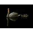 thumbnail image 2 of Golub, Robert 24x18 White Modern Wood Framed Museum Art Print Titled - Swan Babies, 2 of 4