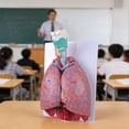 thumbnail image 5 of Human Cardiopulmonary Anatomy Model, Pulmonary Heart Model For Teaching, 5 of 10