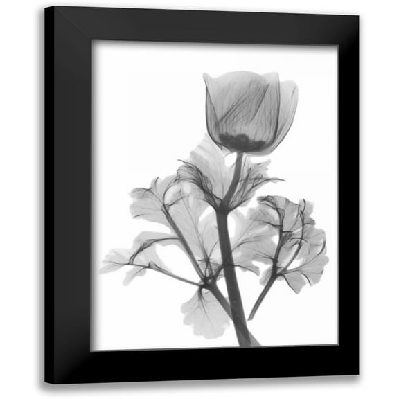 Koetsier, Albert 11x14 Black Modern Framed Museum Art Print Titled - Lonely Anemone