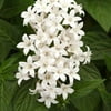 Altman Plants 4 in Pentas White Plant Collection (4-Pack)