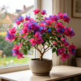thumbnail image 3 of Bougainvillea seeds easy for Garden,Ideal for Beds ,Borders, Plant Pots & Planters, 3 of 5