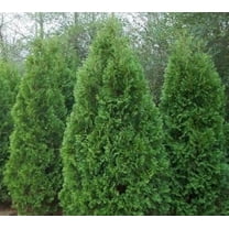 Blue Cone Arborvitae  2 Extra Large 3 Gallon Plants  Elegant & Hardy Evergreen Shrub, Striking Blue Foliage, Ideal for Privacy Screens, Hedges, and Landscape Accents