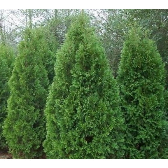 Blue Cone Arborvitae  2 Extra Large 3 Gallon Plants  Elegant & Hardy Evergreen Shrub, Striking Blue Foliage, Ideal for Privacy Screens, Hedges, and Landscape Accents