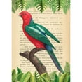 thumbnail image 3 of Lamanche, Stef 18x24 Black Modern Framed Museum Art Print Titled - The Australian king parrot- After Levaillant, 3 of 5